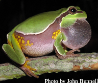 Pine Barrens treefrog 